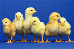 陳吉寧：以科技創(chuàng)新促產(chǎn)業(yè)轉(zhuǎn)型升級 實現(xiàn)生態(tài)涵養(yǎng)區(qū)高質(zhì)量發(fā)展